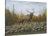 Autumn Elk-Robert Wavra-Stretched Canvas