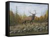 Autumn Elk-Robert Wavra-Framed Stretched Canvas