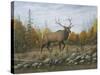 Autumn Elk-Robert Wavra-Stretched Canvas