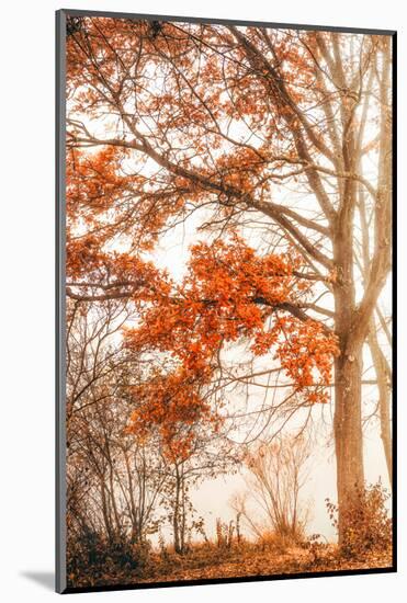 Autumn Emotion-Philippe Saint-Laudy-Mounted Photographic Print