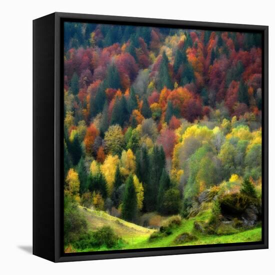 Autumn Erupting-Philippe Sainte-Laudy-Framed Stretched Canvas