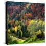 Autumn Erupting-Philippe Sainte-Laudy-Stretched Canvas