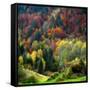 Autumn Erupting-Philippe Sainte-Laudy-Framed Stretched Canvas