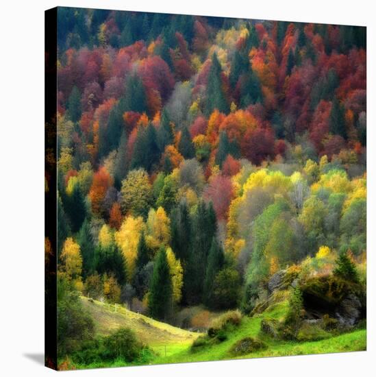 Autumn Erupting-Philippe Sainte-Laudy-Stretched Canvas