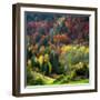 Autumn Erupting-Philippe Sainte-Laudy-Framed Premium Photographic Print