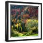 Autumn Erupting-Philippe Sainte-Laudy-Framed Photographic Print