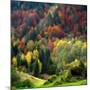 Autumn Erupting-Philippe Sainte-Laudy-Mounted Photographic Print