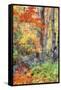 Autumn Fall Color Dream, Acadia National Park-Vincent James-Framed Stretched Canvas