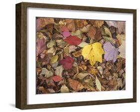 Autumn Fall colour leaves - Maple - Birch - Poplar - Great Smoky Mountains, USA.-David Hosking-Framed Photographic Print