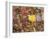 Autumn Fall colour leaves - Maple - Birch - Poplar - Great Smoky Mountains, USA.-David Hosking-Framed Photographic Print
