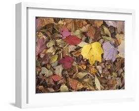 Autumn Fall colour leaves - Maple - Birch - Poplar - Great Smoky Mountains, USA.-David Hosking-Framed Photographic Print