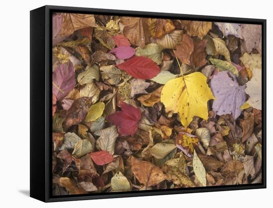Autumn Fall colour leaves - Maple - Birch - Poplar - Great Smoky Mountains, USA.-David Hosking-Framed Stretched Canvas