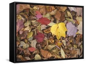 Autumn Fall colour leaves - Maple - Birch - Poplar - Great Smoky Mountains, USA.-David Hosking-Framed Stretched Canvas