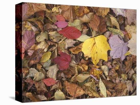 Autumn Fall colour leaves - Maple - Birch - Poplar - Great Smoky Mountains, USA.-David Hosking-Stretched Canvas