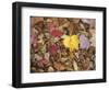 Autumn Fall colour leaves - Maple - Birch - Poplar - Great Smoky Mountains, USA.-David Hosking-Framed Photographic Print