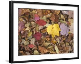 Autumn Fall colour leaves - Maple - Birch - Poplar - Great Smoky Mountains, USA.-David Hosking-Framed Photographic Print