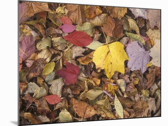 Autumn Fall colour leaves - Maple - Birch - Poplar - Great Smoky Mountains, USA.-David Hosking-Mounted Photographic Print