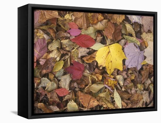 Autumn Fall colour leaves - Maple - Birch - Poplar - Great Smoky Mountains, USA.-David Hosking-Framed Stretched Canvas