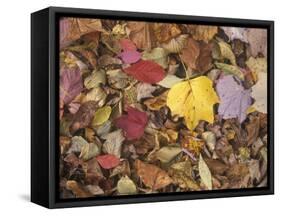 Autumn Fall colour leaves - Maple - Birch - Poplar - Great Smoky Mountains, USA.-David Hosking-Framed Stretched Canvas