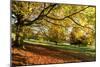 Autumn (fall) colours, Chatsworth Park, stately home of the Duke of Devonshire, Chesterfield, Derby-Eleanor Scriven-Mounted Photographic Print