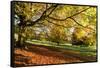 Autumn (fall) colours, Chatsworth Park, stately home of the Duke of Devonshire, Chesterfield, Derby-Eleanor Scriven-Framed Stretched Canvas