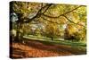 Autumn (fall) colours, Chatsworth Park, stately home of the Duke of Devonshire, Chesterfield, Derby-Eleanor Scriven-Stretched Canvas