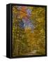 Autumn Fall Colours, Vermont Back Country Road Near West Arlington, Virginia, USA-Neale Clarke-Framed Stretched Canvas