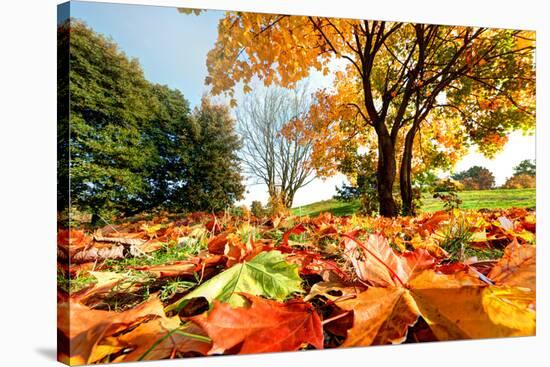 Autumn, Fall Landscape in Park. Colorful Leaves, Sunny Blue Sky.-Michal Bednarek-Stretched Canvas