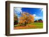 Autumn, Fall Landscape with a Tree Full of Colorful Leaves, Sunny Blue Sky.-Michal Bednarek-Framed Photographic Print