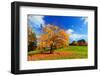 Autumn, Fall Landscape with a Tree Full of Colorful Leaves, Sunny Blue Sky.-Michal Bednarek-Framed Photographic Print