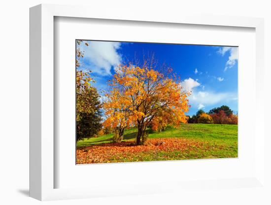 Autumn, Fall Landscape with a Tree Full of Colorful Leaves, Sunny Blue Sky.-Michal Bednarek-Framed Photographic Print