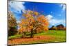 Autumn, Fall Landscape with a Tree Full of Colorful Leaves, Sunny Blue Sky.-Michal Bednarek-Mounted Photographic Print