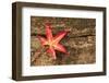Autumn Fall Leaf on Grunge Wooden Rustic Texture Background-Veneratio-Framed Photographic Print