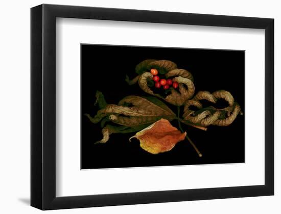 Autumn fall scanograph-null-Framed Art Print