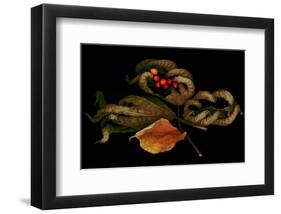 Autumn fall scanograph-null-Framed Art Print