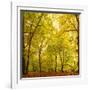 Autumn-Fall Woodland in the Chiltern Hills-Michael Gibbs-Framed Photographic Print