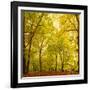 Autumn-Fall Woodland in the Chiltern Hills-Michael Gibbs-Framed Photographic Print