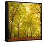 Autumn-Fall Woodland in the Chiltern Hills-Michael Gibbs-Framed Stretched Canvas