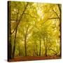 Autumn-Fall Woodland in the Chiltern Hills-Michael Gibbs-Stretched Canvas