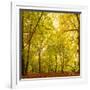 Autumn-Fall Woodland in the Chiltern Hills-Michael Gibbs-Framed Photographic Print