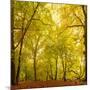 Autumn-Fall Woodland in the Chiltern Hills-Michael Gibbs-Mounted Photographic Print