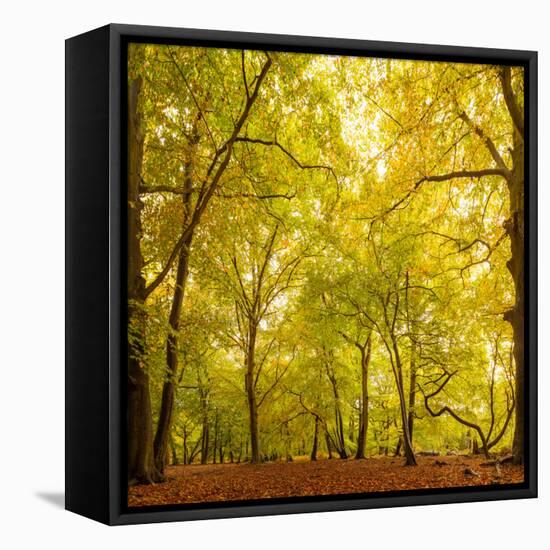 Autumn-Fall Woodland in the Chiltern Hills-Michael Gibbs-Framed Stretched Canvas