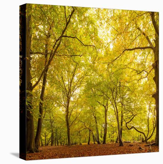 Autumn-Fall Woodland in the Chiltern Hills-Michael Gibbs-Stretched Canvas