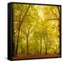 Autumn-Fall Woodland in the Chiltern Hills-Michael Gibbs-Framed Stretched Canvas