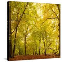 Autumn-Fall Woodland in the Chiltern Hills-Michael Gibbs-Stretched Canvas