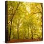 Autumn-Fall Woodland in the Chiltern Hills-Michael Gibbs-Stretched Canvas