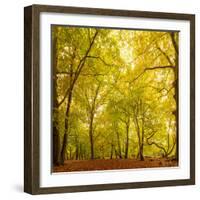 Autumn-Fall Woodland in the Chiltern Hills-Michael Gibbs-Framed Photographic Print