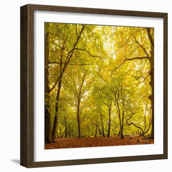 Autumn-Fall Woodland in the Chiltern Hills-Michael Gibbs-Framed Photographic Print