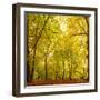 Autumn-Fall Woodland in the Chiltern Hills-Michael Gibbs-Framed Photographic Print