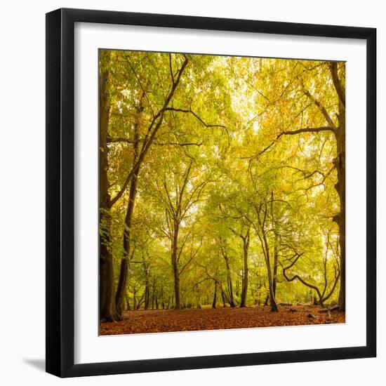 Autumn-Fall Woodland in the Chiltern Hills-Michael Gibbs-Framed Photographic Print